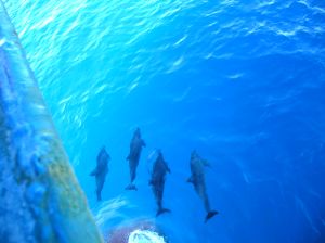 Dolphins at Play